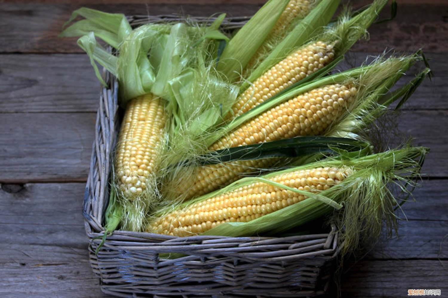 河南什么时候收玉米 什么时候收玉米