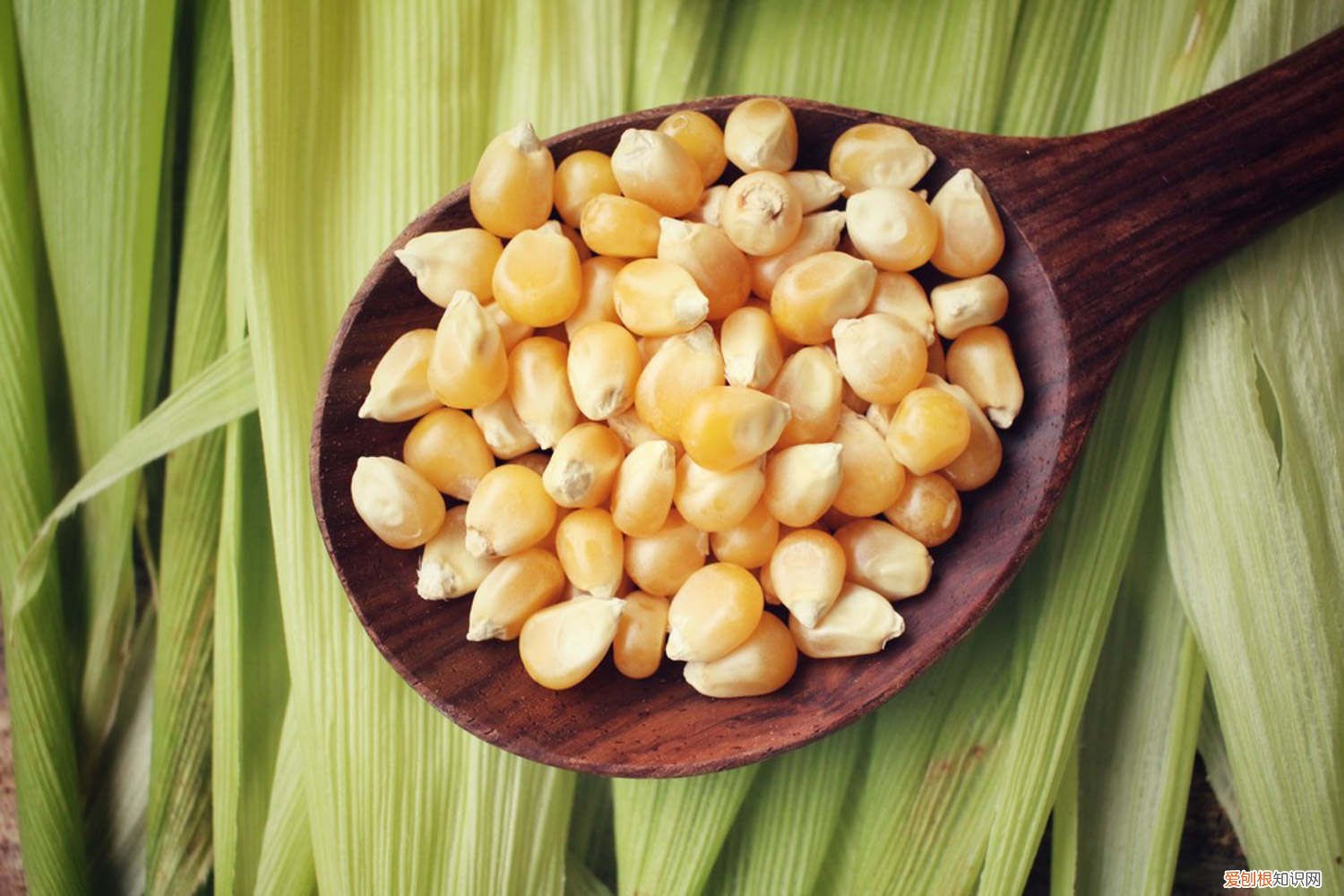 河南什么时候收玉米 什么时候收玉米