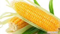 南方甜玉米什么时候种 玉米什么时候种