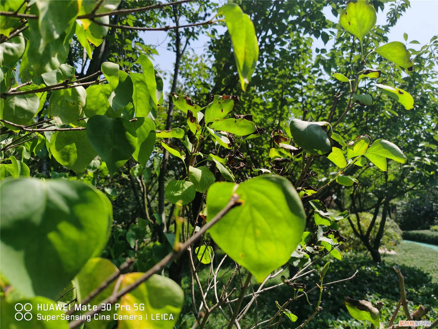 玉树的老桩能插活吗 邻居家的玉树长成“大老桩”,询问原因,原来浇了这种水!