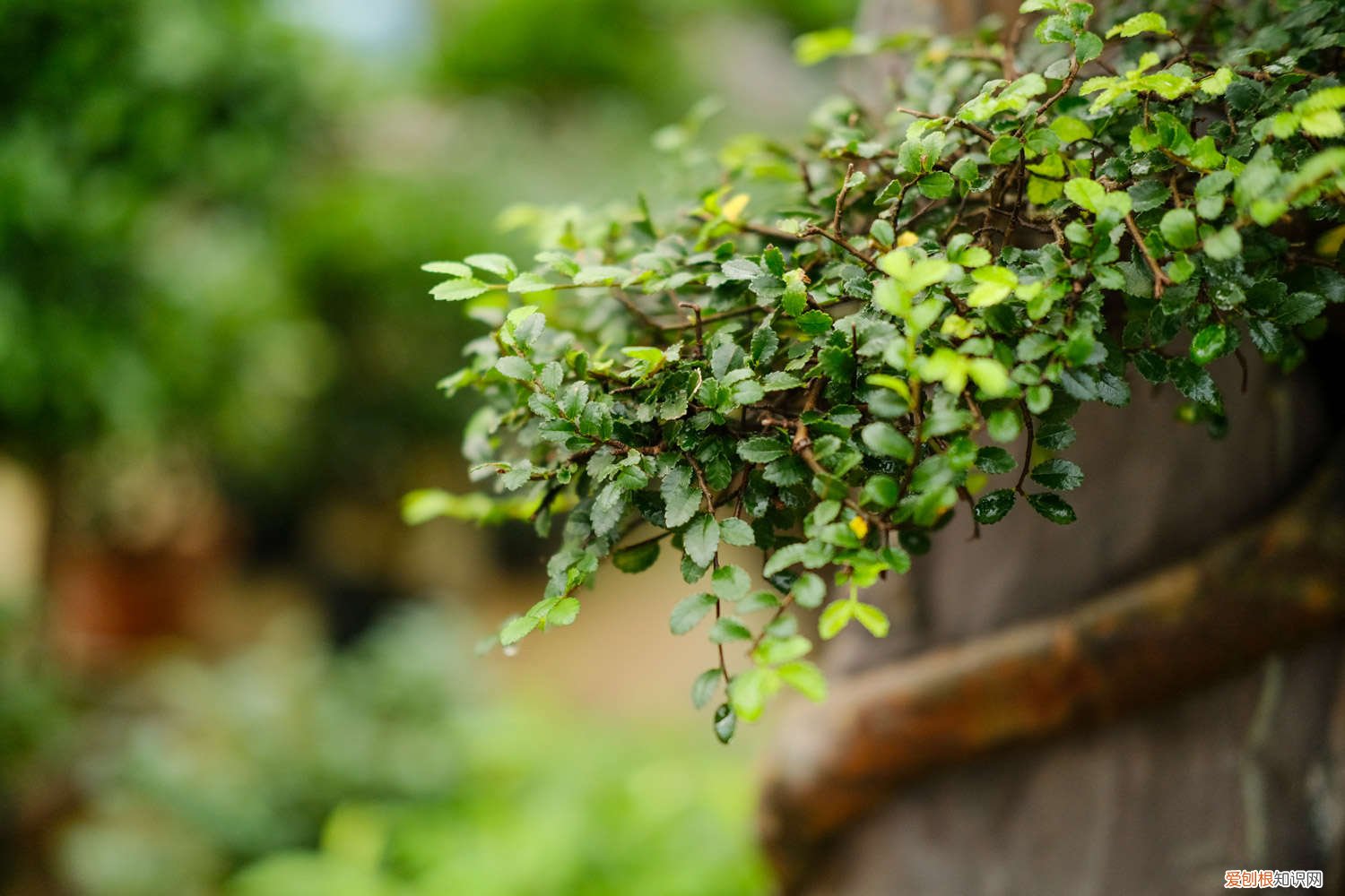 榆树在室内冬天能生长吗 冬天把“榆树”养在院子里,只要阳光好,不用管也能活