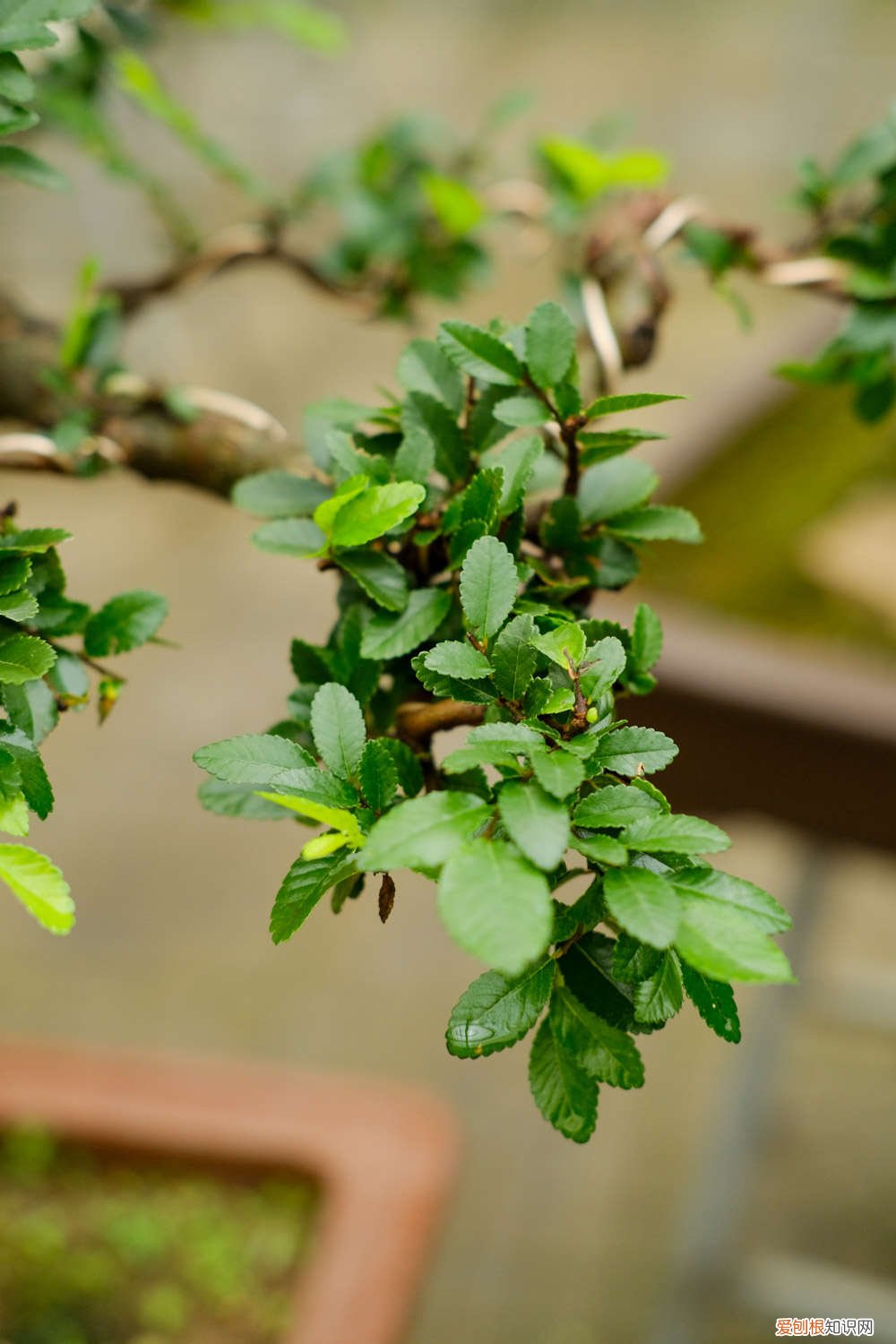 榆树在室内冬天能生长吗 冬天把“榆树”养在院子里,只要阳光好,不用管也能活