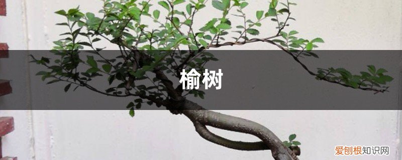 榆树在室内冬天能生长吗 冬天把“榆树”养在院子里,只要阳光好,不用管也能活