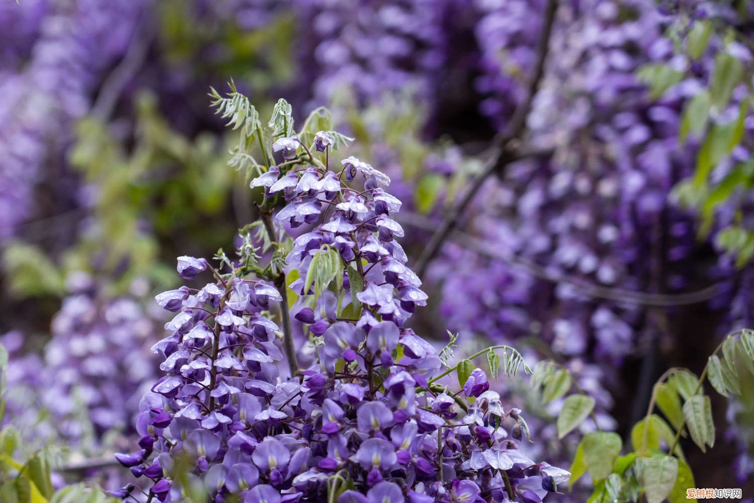 紫藤什么时候修剪好 紫藤怎么修剪，几月份修剪