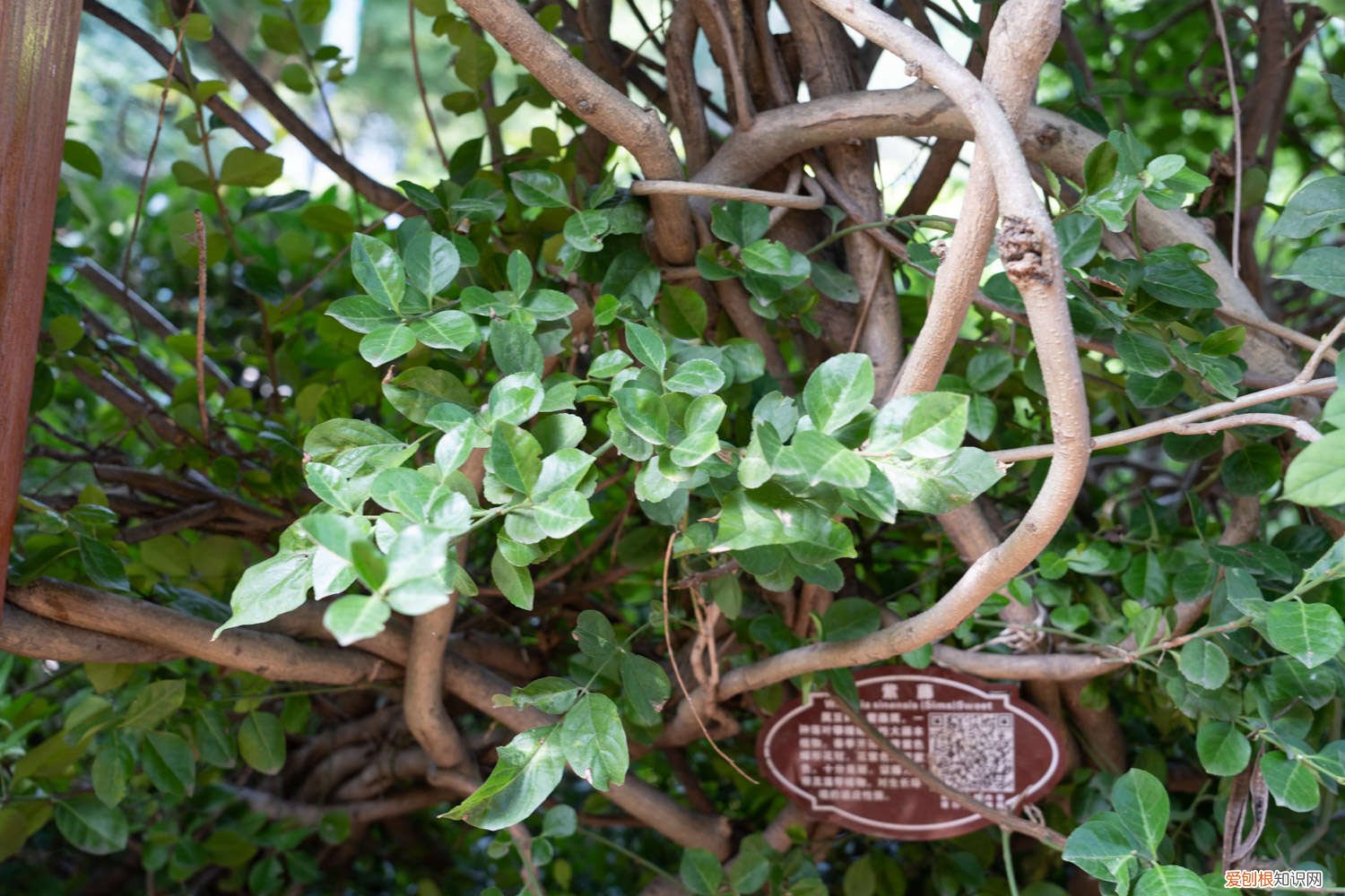 紫藤什么时候修剪好 紫藤怎么修剪，几月份修剪