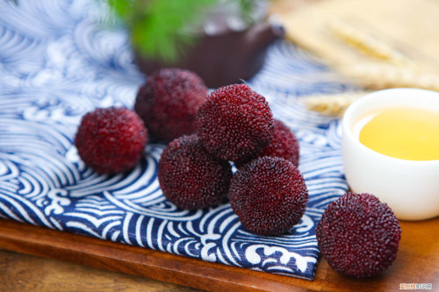 杨梅适合北方种植吗,如何种植盆栽视频 杨梅适合北方种植吗，如何种植盆栽