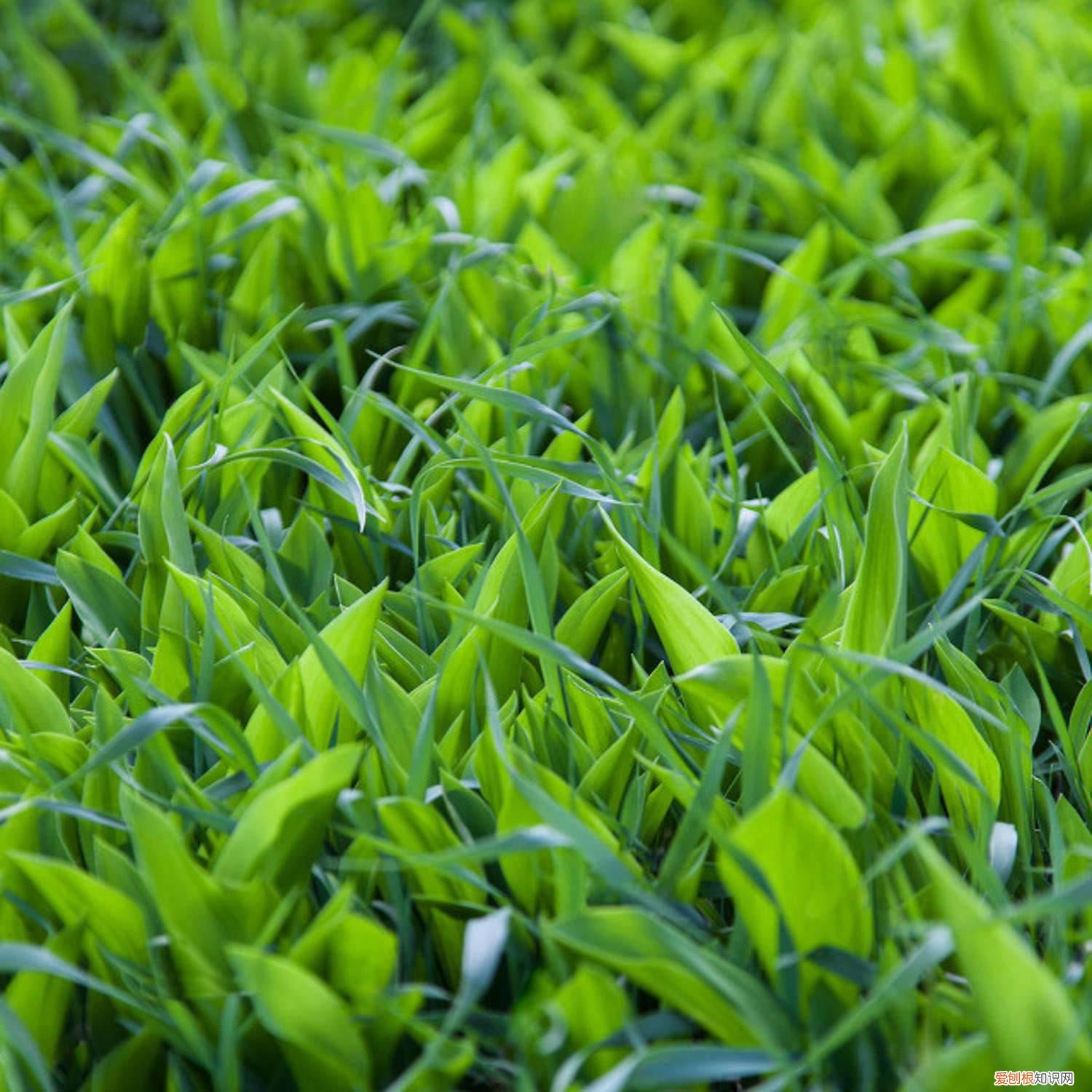 铃兰用什么盆养 盆栽铃兰好养吗，怎么养护