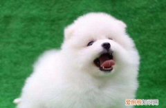 博美不吃东西怎么办 博美不吃东西解决办法