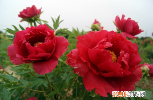 牡丹花苗价格 牡丹花如何种植