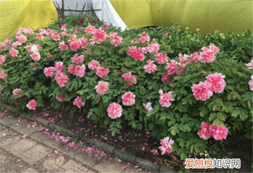 牡丹花苗价格 牡丹花如何种植