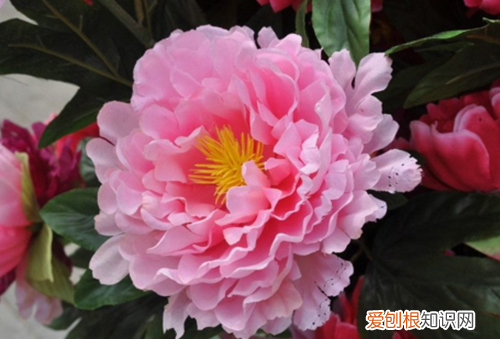 牡丹花苗价格 牡丹花如何种植