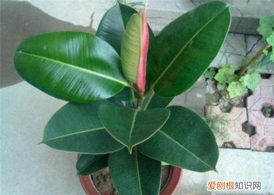 橡皮树有毒吗养植中要注意什么