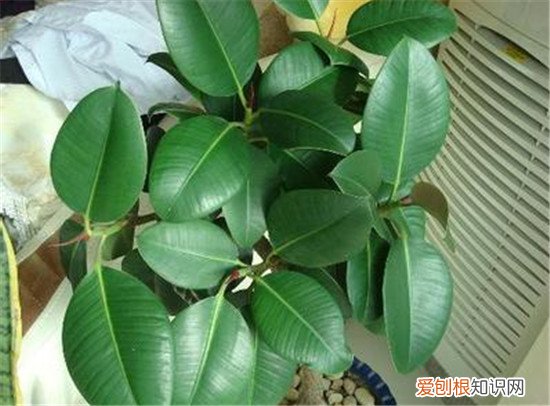 橡皮树有毒吗养植中要注意什么