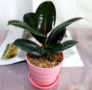 橡皮树有毒吗养植中要注意什么