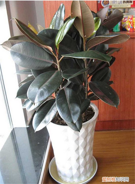 橡皮树有毒吗养植中要注意什么