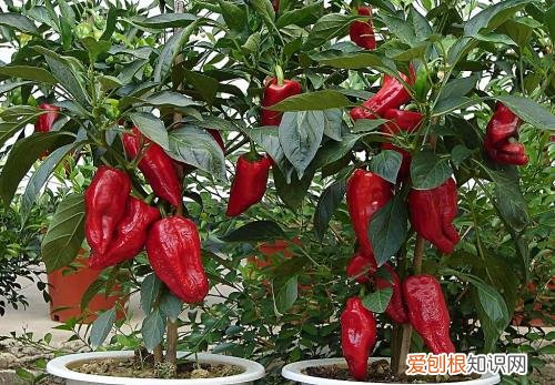 长期用电脑怎样防辐射防辐射的东西都有哪些