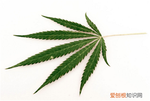 麻叶的功效和作用 麻叶酥的做法