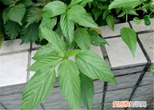 麻叶的功效和作用 麻叶酥的做法