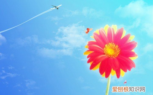 太阳花花语 太阳花与不同花系搭配的花语