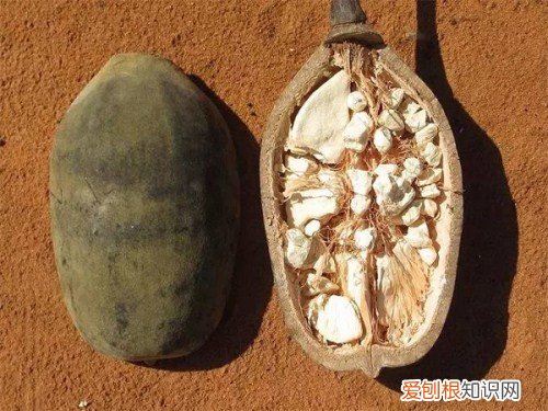 猴面包树果实的营养价值 猴面包树果实怎么食用