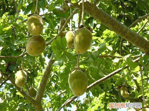 猴面包树果实的营养价值 猴面包树果实怎么食用