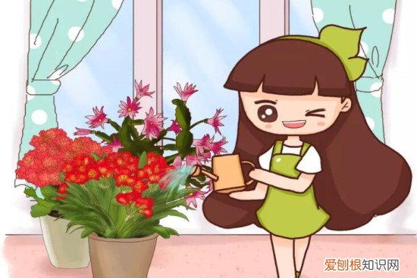 仙客来水浇多了叶子发黄怎么办 给花浇点神仙水，3天黄叶变绿叶，根壮好过冬！