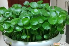 养花就像割韭菜，割一茬冒新芽，叶子巴掌大，蹭蹭就爬墙！