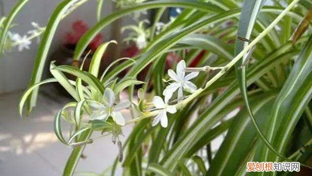 舍不着孩子套不找狼，不把这些花的叶子都剪掉，花基本会“死翘翘”