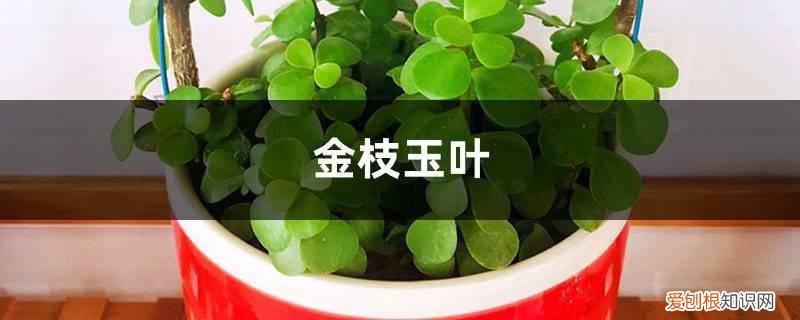 金枝玉叶怎样养才能枝繁叶茂 金枝玉叶养的总掉叶？用这1个方法，枝条繁密长更旺！