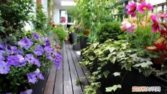 空油桶种菜的方法 1个空油桶，挖个洞种点菜，收成多到吃不完！