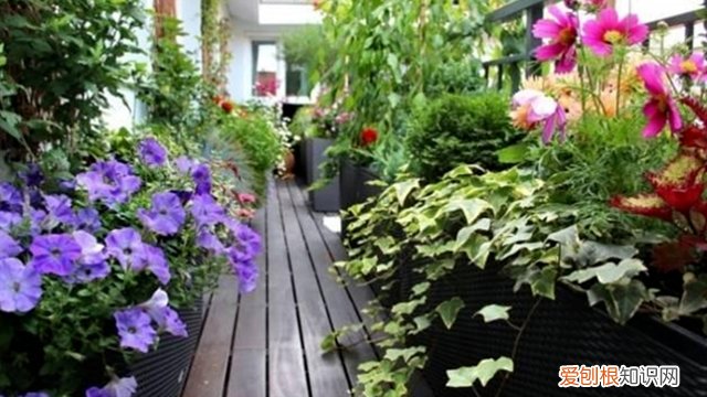 空油桶种菜的方法 1个空油桶，挖个洞种点菜，收成多到吃不完！