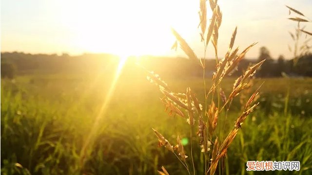 阳台上不能养的3种植物 这3种植株不能“晒”,你把它放阳台上养,不黄叶才怪!