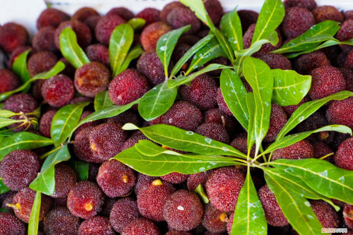 杨梅果树喜欢什么土壤 杨梅树适合什么土壤，其他养护条件有哪些