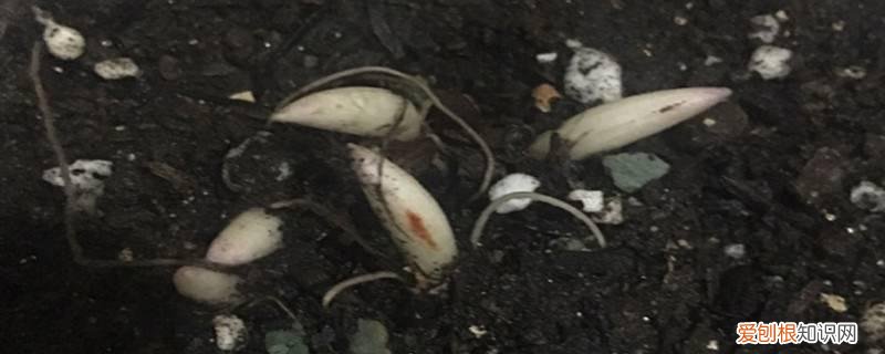 铃兰种球的种植方法 铃兰种球种植方法和注意事项，如何挑选种球