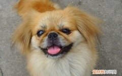 京巴犬好养吗 京巴犬比较好养