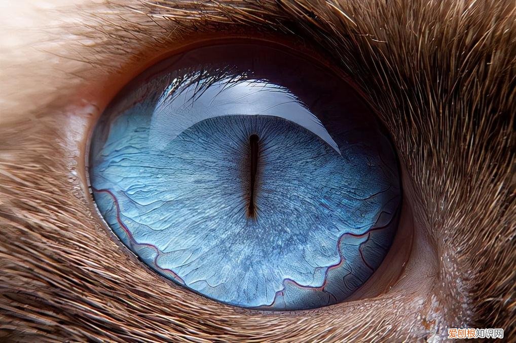 观察猫的眼睛，科普：猫咪的眼睛竟然如此奇妙，探寻猫眼里的线索秘密