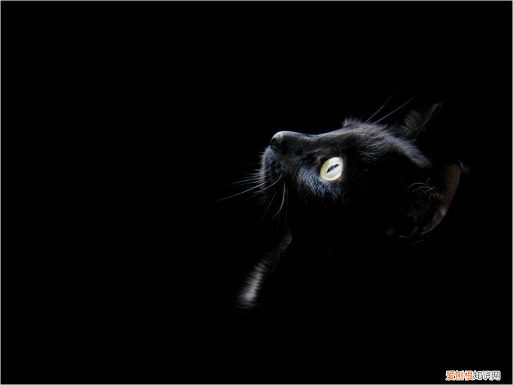 观察猫的眼睛，科普：猫咪的眼睛竟然如此奇妙，探寻猫眼里的线索秘密