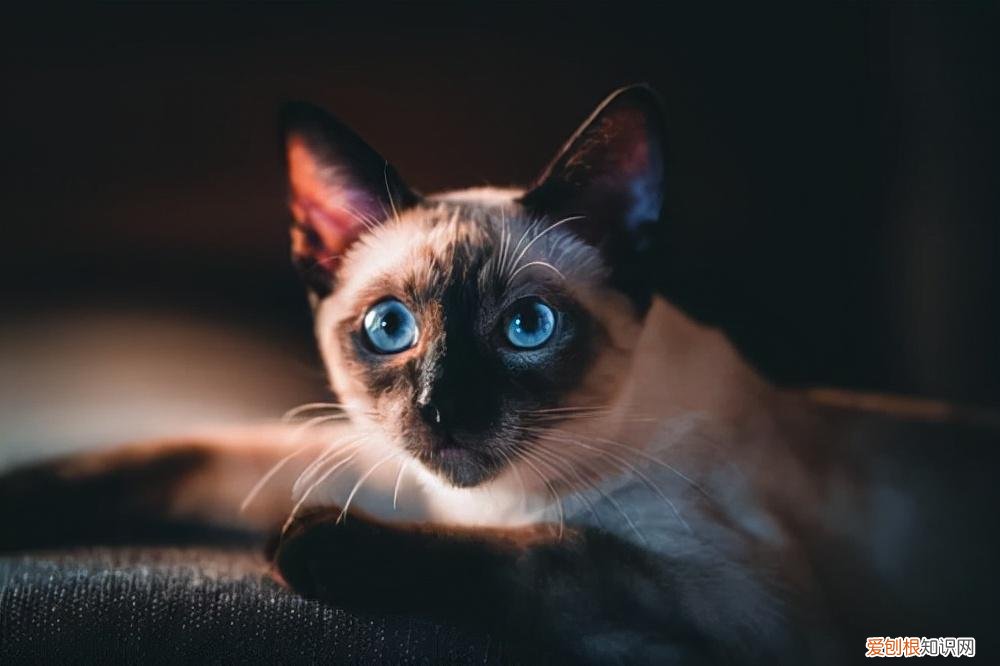 观察猫的眼睛，科普：猫咪的眼睛竟然如此奇妙，探寻猫眼里的线索秘密