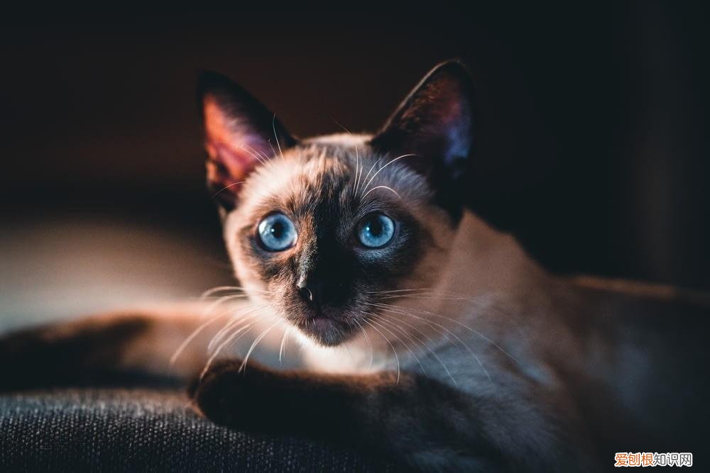 观察猫的眼睛，科普：猫咪的眼睛竟然如此奇妙，探寻猫眼里的线索秘密