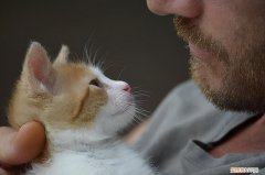 观察猫的眼睛，科普：猫咪的眼睛竟然如此奇妙，探寻猫眼里的线索秘密