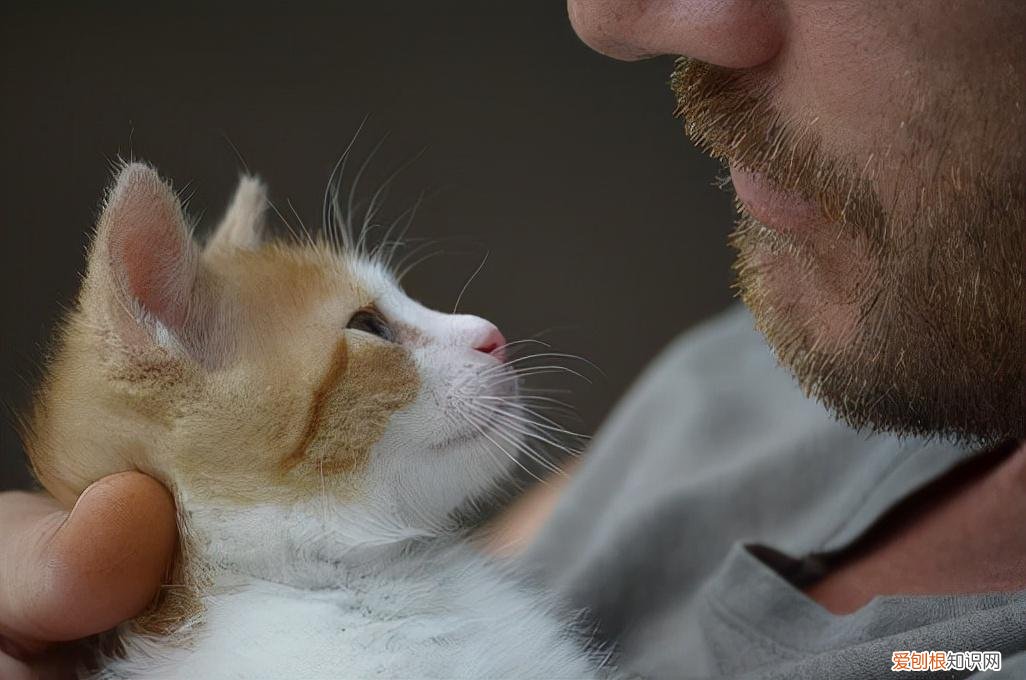 观察猫的眼睛，科普：猫咪的眼睛竟然如此奇妙，探寻猫眼里的线索秘密