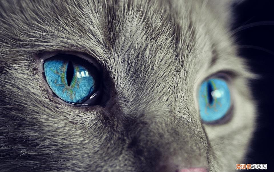 观察猫的眼睛，科普：猫咪的眼睛竟然如此奇妙，探寻猫眼里的线索秘密