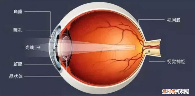 观察猫的眼睛，科普：猫咪的眼睛竟然如此奇妙，探寻猫眼里的线索秘密