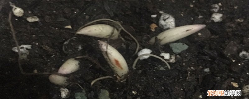 风铃花水浇多了怎么办 铃兰浇水方法，水多了怎么办