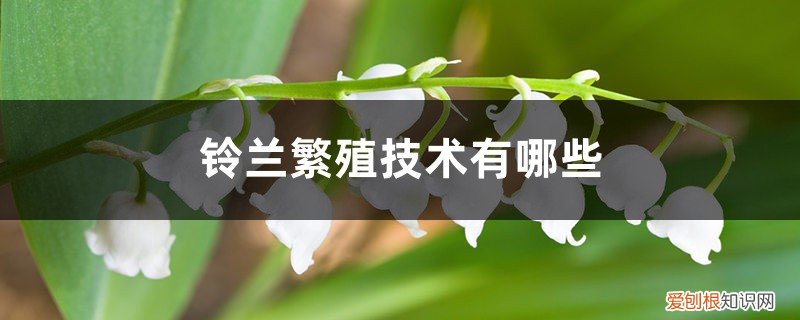 铃兰繁殖技术有哪些,成活率高吗 铃兰繁殖技术有哪些，成活率高吗