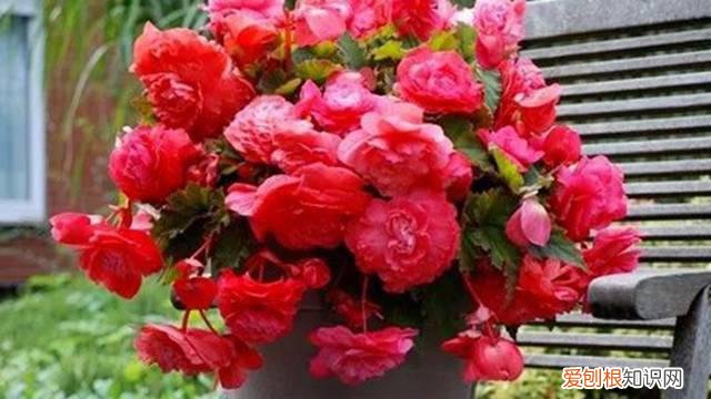 吊兰冬天开花正常吗 秋天养花就选“它”，一年到头能开花，比“吊兰”还好养!