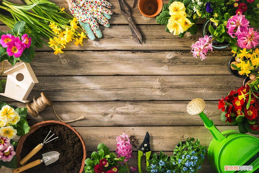 哪些花插枝条在土里就可以活 秋天种这3种花卉，选根枝条插土里，能开满一屋子