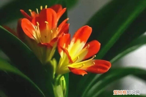 汤底倒盆里,花长得太凶残,半个月爆了3盆怎么办 汤底倒盆里,花长得太凶残,半个月爆了3盆!