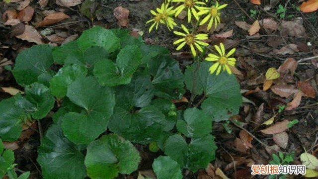 八角叶的养殖方法和注意事项 八角乌怎么养