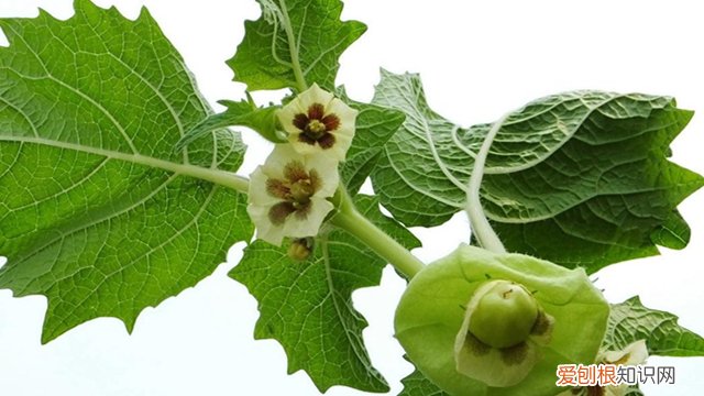 酸浆生长环境 酸浆的养殖方法和注意事项